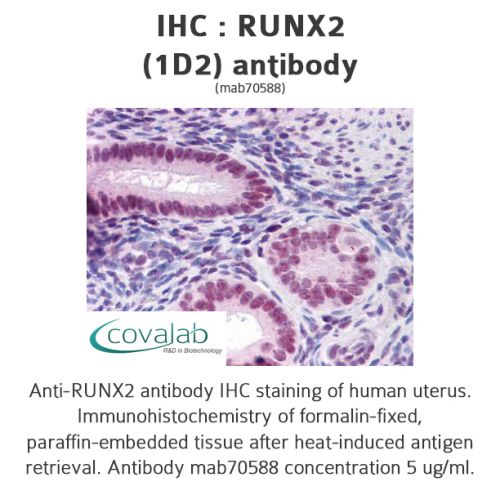 RUNX2 (1D2) antibody