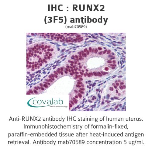 RUNX2 (3F5) antibody