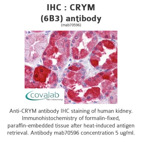 CRYM (6B3) antibody
