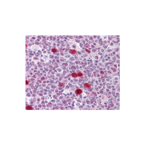 TSC22D3 (3A5) antibody