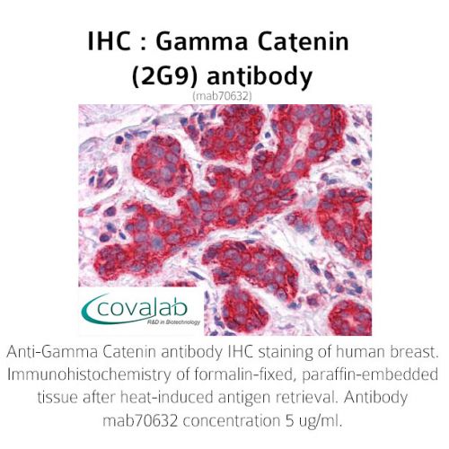 Gamma Catenin (2G9) antibody