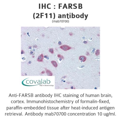 FARSB (2F11) antibody