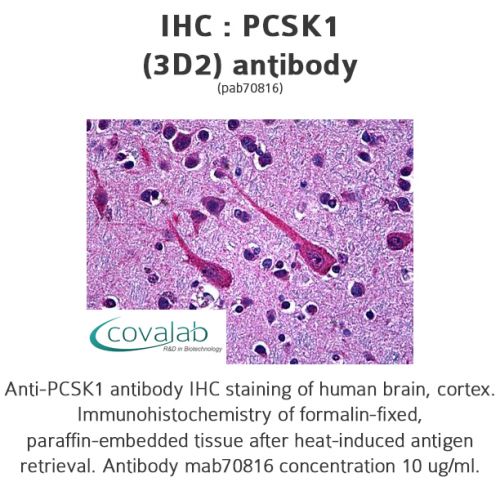 PCSK1 (3D2) antibody