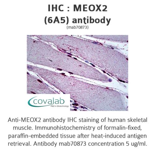 MEOX2 (6A5) antibody