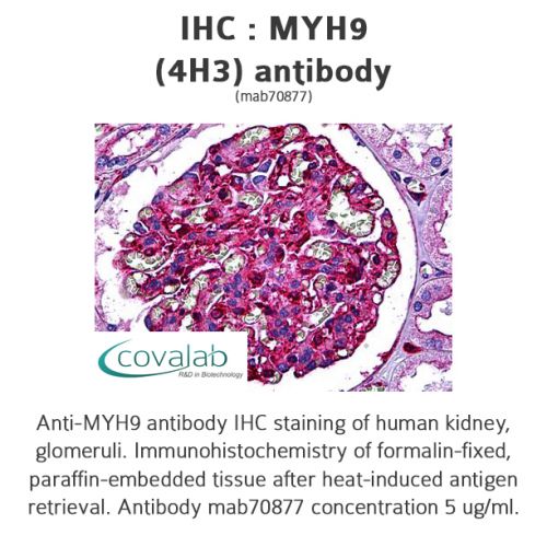 MYH9 (4H3) antibody