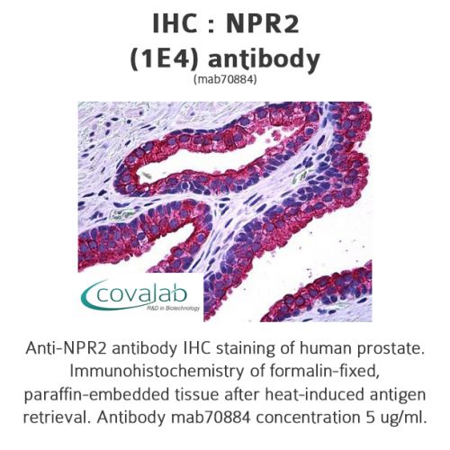 NPR2 (1E4) antibody