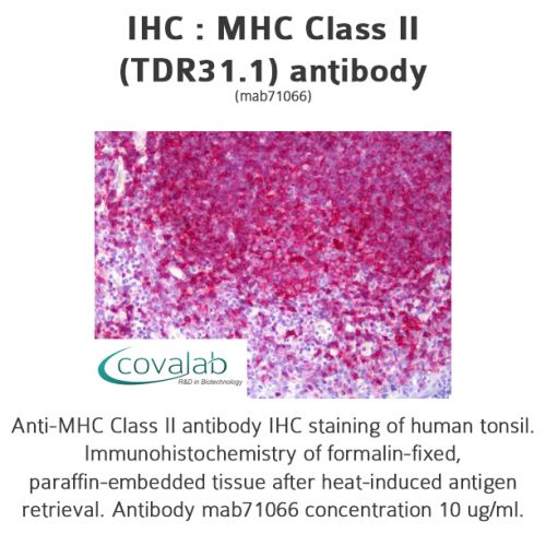 MHC Class II (TDR31.1) antibody