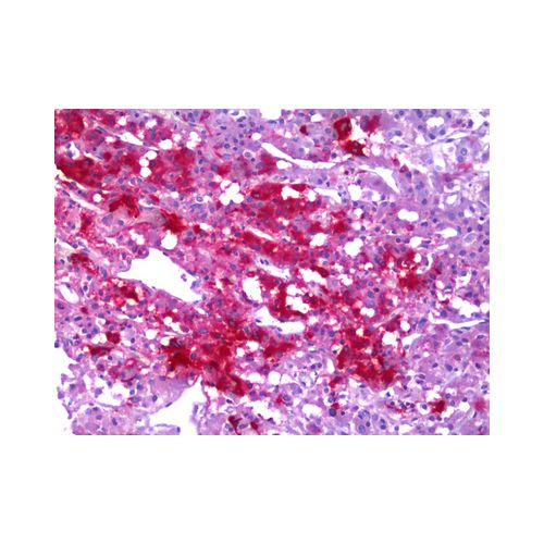 NPY / Neuropeptide Y (2C10) antibody