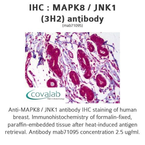 MAPK8 / JNK1 (3H2) antibody