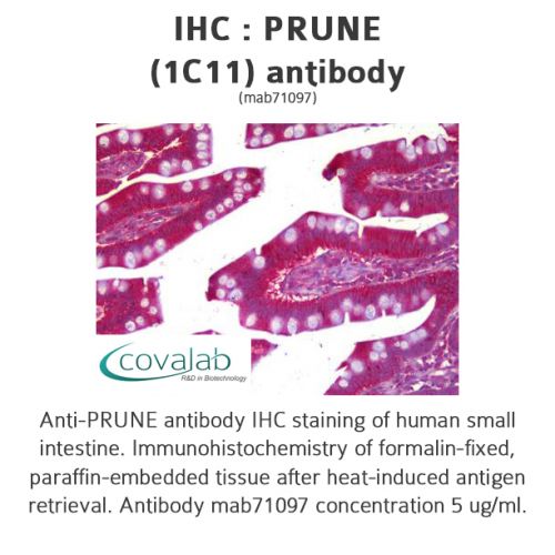 PRUNE (1C11) antibody