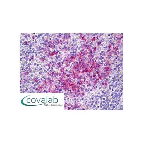 CEACAM8 / CD66b (80H3) antibody