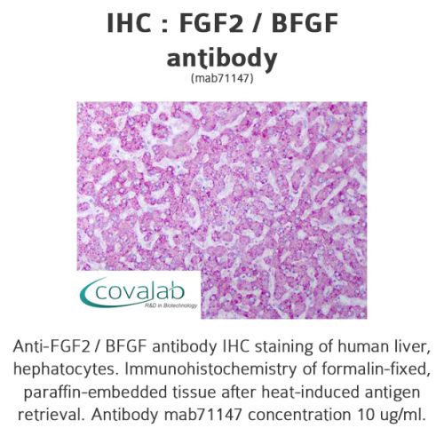 FGF2 / BFGF antibody