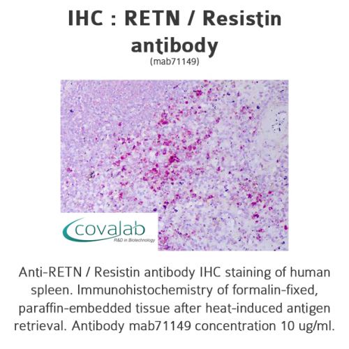RETN / Resistin antibody
