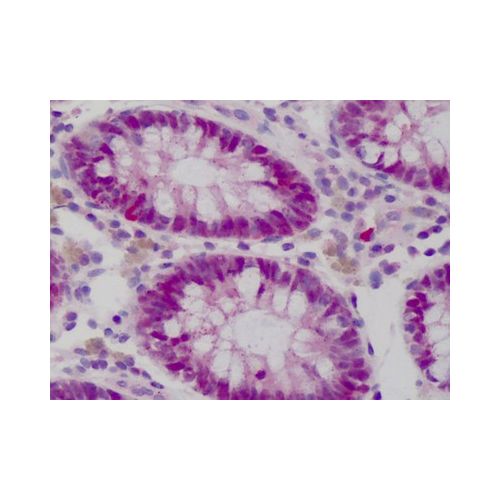 WDHD1 (C-Terminus) (20G10) antibody