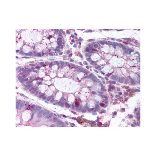 PLK1 (pThr210) (2A3) antibody