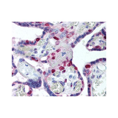PCNA (PC10) antibody