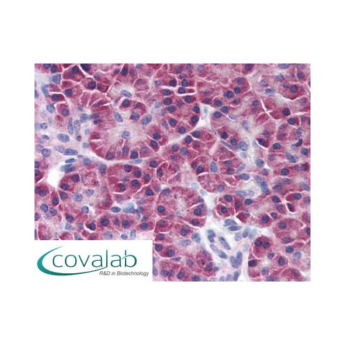 SIK2 / SNF1LK2 (S15G10) antibody
