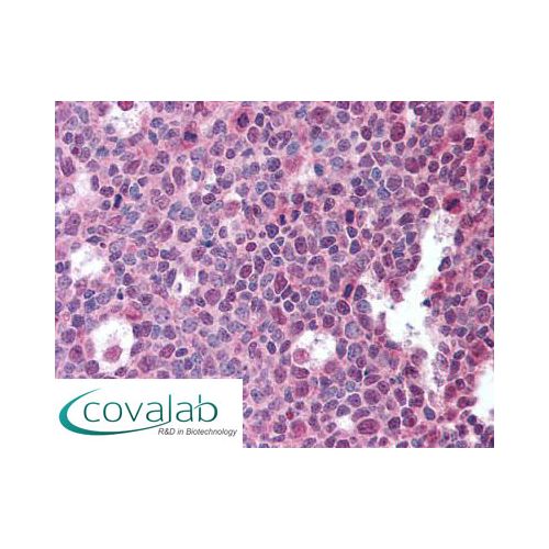 BAFF (T7-241) antibody