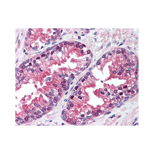 VCP (4G9) antibody