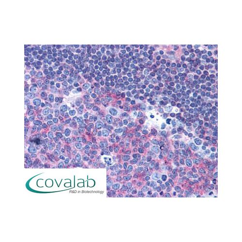 CD40 (HB14) antibody