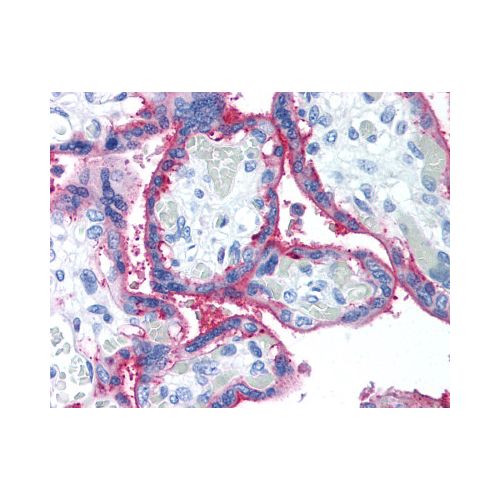 CD59 (p282(H19)) antibody
