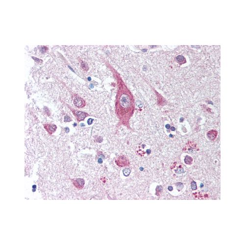 ICOSLG / ICOSL (2D3) antibody