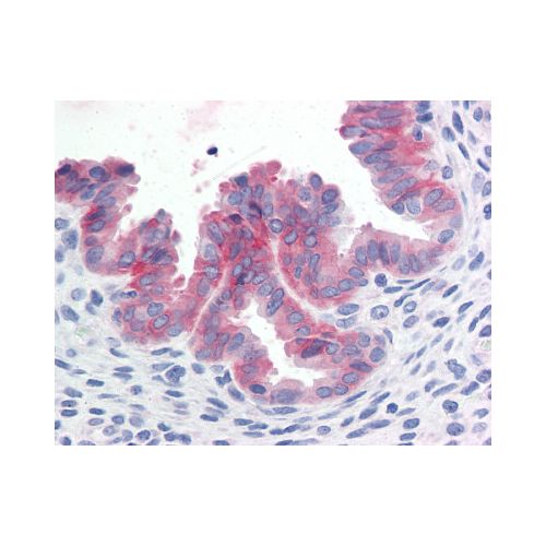 c-Met (Cytoplasmic Domain) antibody