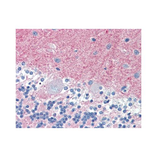 THY1 (5E10) antibody