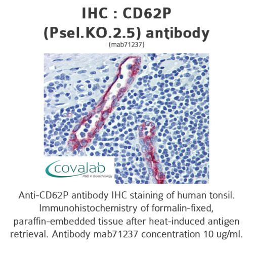 CD62P (Psel.KO.2.5) antibody