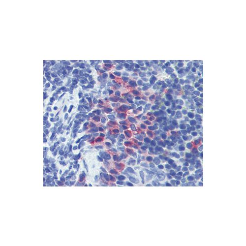 CD11b antibody (M1/70.15)
