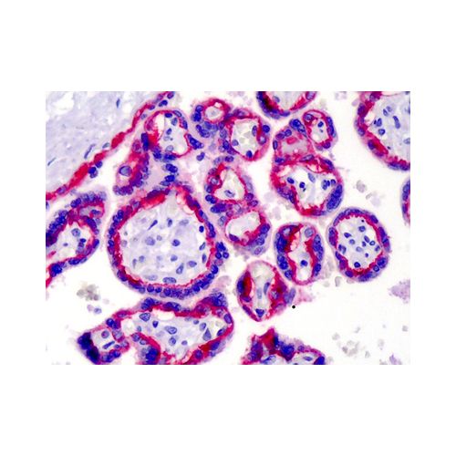 Integrin Beta 4 (439-9B) antibody