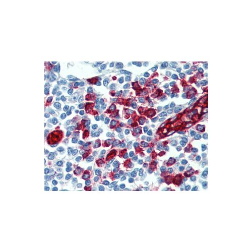SELPLG / CD162 antibody (HECA-452)
