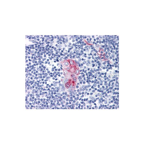 CD1d antibody (51.1)