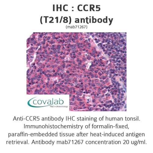 CCR5 (T21/8) antibody
