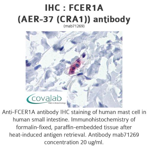 FCER1A (AER-37 (CRA1)) antibody