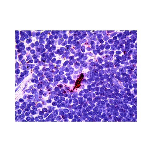 EBI3 (DNT27) antibody