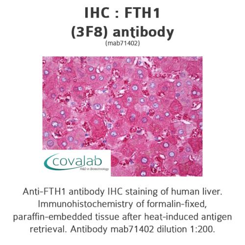 FTH1 (3F8) antibody