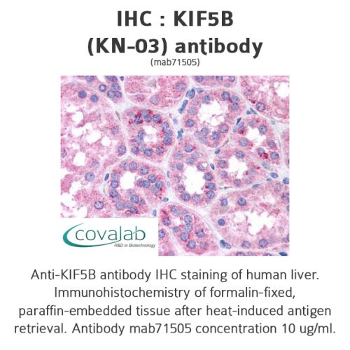 KIF5B (KN-03) antibody