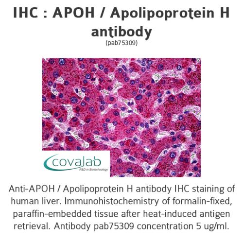 APOH / Apolipoprotein H antibody
