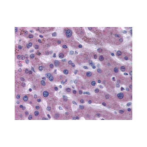 F7 / Factor VII antibody