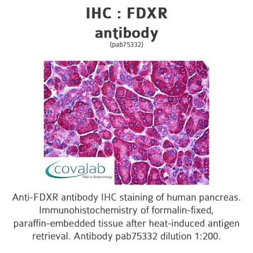 FDXR antibody