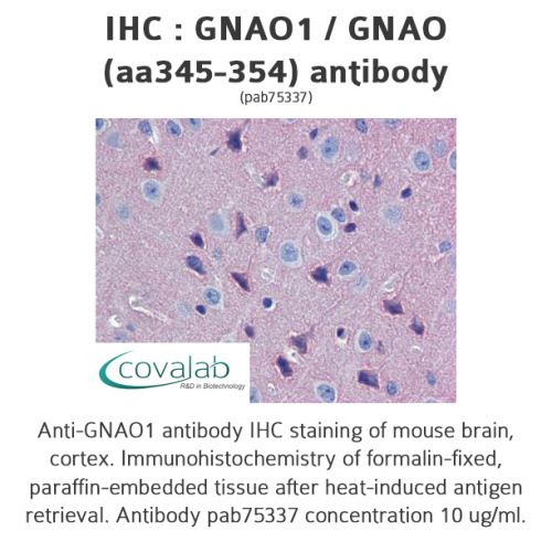 GNAO1 / GNAO (aa345-354) antibody