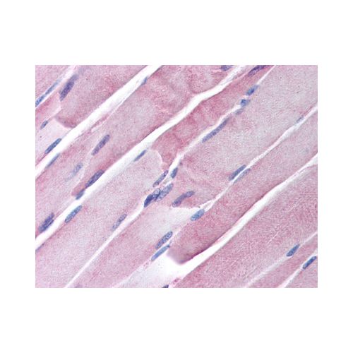 GOT2 antibody