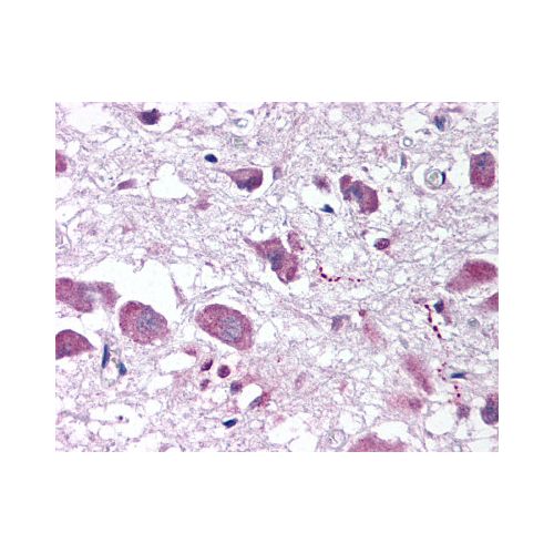 HCRT / Orexin antibody