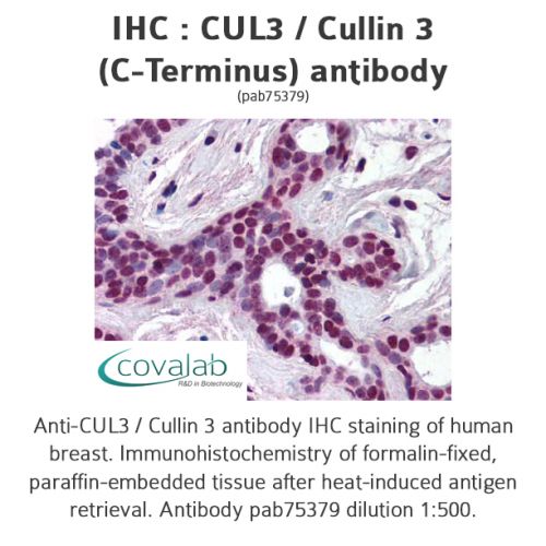 CUL3 / Cullin 3 (N-Terminus) antibody