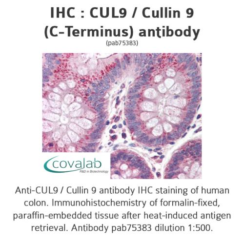 CUL9 / Cullin 9 (C-Terminus) antibody