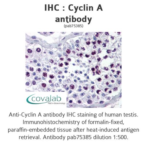 Cyclin A antibody
