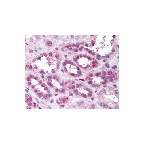 RELA (pSer529) antibody