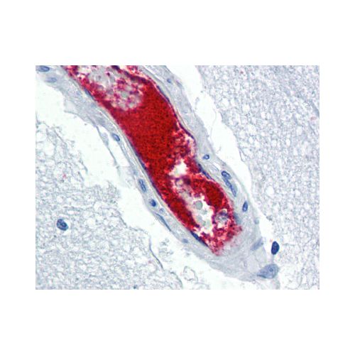Von Willebrand Factor antibody