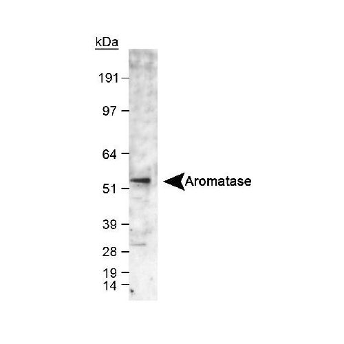 Aromatase antibody